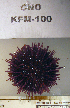  ( - OGL-E01708)  @11 [ ] No Rights Reserved (2009) Unspecified Coastal Marine Biolabs