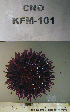  ( - OGL-E01709)  @11 [ ] No Rights Reserved (2009) Unspecified Coastal Marine Biolabs