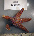  ( - OGL-E01733)  @11 [ ] No Rights Reserved (2009) Unspecified Coastal Marine Biolabs
