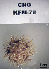  (Lytechinus anamesus - OGL-E01686)  @11 [ ] No Rights Reserved (2009) Unspecified Coastal Marine Biolabs