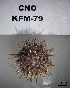  ( - OGL-E01687)  @11 [ ] No Rights Reserved (2009) Unspecified Coastal Marine Biolabs