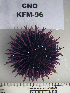  ( - OGL-E01704)  @11 [ ] No Rights Reserved (2009) Unspecified Coastal Marine Biolabs