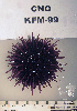  ( - OGL-E01707)  @11 [ ] No Rights Reserved (2009) Unspecified Coastal Marine Biolabs