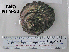  (Megastraea - OGL-E01580)  @11 [ ] No Rights Reserved (2009) Unspecified Coastal Marine Biolabs