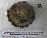  ( - OGL-E01582)  @11 [ ] No Rights Reserved (2009) Unspecified Coastal Marine Biolabs