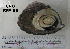  ( - OGL-E01582)  @11 [ ] No Rights Reserved (2009) Unspecified Coastal Marine Biolabs