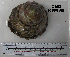  ( - OGL-E01583)  @11 [ ] No Rights Reserved (2009) Unspecified Coastal Marine Biolabs
