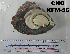  ( - OGL-E01583)  @11 [ ] No Rights Reserved (2009) Unspecified Coastal Marine Biolabs