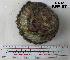  ( - OGL-E01584)  @11 [ ] No Rights Reserved (2009) Unspecified Coastal Marine Biolabs