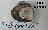 ( - OGL-E01586)  @11 [ ] No Rights Reserved (2009) Unspecified Coastal Marine Biolabs