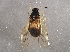  ( - BIOUG04616-B07)  @14 [ ] CreativeCommons - Attribution (2014) CBG Photography Group Centre for Biodiversity Genomics