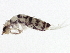  (Entomobrya comparata - BIOUG04503-F12)  @16 [ ] CreativeCommons - Attribution (2013) CBG Photography Group Centre for Biodiversity Genomics