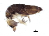  ( - BIOUG04503-H02)  @14 [ ] CreativeCommons - Attribution (2013) CBG Photography Group Centre for Biodiversity Genomics