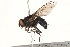  ( - BIOUG06691-H02)  @13 [ ] CreativeCommons - Attribution (2015) CBG Photography Group Centre for Biodiversity Genomics