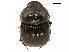  (Dichotomius annae - BIOUG28444-E07)  @11 [ ] CreativeCommons - Attribution (2018) CBG Photography Group Centre for Biodiversity Genomics