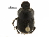  ( - BIOUG28573-C07)  @11 [ ] CreativeCommons - Attribution (2018) CBG Photography Group Centre for Biodiversity Genomics