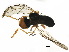  ( - BIOUG10373-F02)  @12 [ ] CreativeCommons - Attribution (2017) CBG Photography Group Centre for Biodiversity Genomics