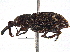  (Pissodini - BIOUG10394-B07)  @15 [ ] CreativeCommons - Attribution (2014) CBG Photography Group Centre for Biodiversity Genomics