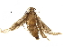  ( - BIOUG10909-A05)  @12 [ ] CreativeCommons - Attribution (2018) CBG Photography Group Centre for Biodiversity Genomics