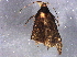  ( - BIOUG10965-A06)  @12 [ ] CreativeCommons - Attribution (2014) CBG Photography Group Centre for Biodiversity Genomics