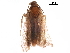  ( - BIOUG10121-C08)  @12 [ ] CreativeCommons - Attribution (2018) CBG Photography Group Centre for Biodiversity Genomics