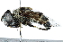  (Eristalis dimidiata - BIOUG12600-E04)  @15 [ ] CreativeCommons - Attribution (2016) CBG Photography Group Centre for Biodiversity Genomics