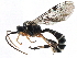  (Excavarus - BIOUG12786-F04)  @15 [ ] CreativeCommons - Attribution (2015) CBG Photography Group Centre for Biodiversity Genomics