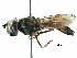  ( - BIOUG14092-G04)  @15 [ ] CreativeCommons - Attribution (2016) CBG Photography Group Centre for Biodiversity Genomics