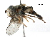  ( - BIOUG14129-G03)  @13 [ ] CreativeCommons - Attribution (2016) CBG Photography Group Centre for Biodiversity Genomics