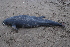  (Phocoena spinipinnis - CNP-MM-48)  @11 [ ] Copyright (2012) Enrique A Crespo Marine Mammal Lab- CENPAT-CONICET
