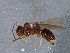  ( - BIOUG02935-F05)  @13 [ ] CreativeCommons - Attribution (2013) CBG Photography Group Centre for Biodiversity Genomics