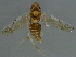  ( - BIOUG02944-F03)  @13 [ ] CreativeCommons - Attribution (2012) CBG Photography Group Centre for Biodiversity Genomics