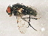  ( - BIOUG02963-C10)  @13 [ ] CreativeCommons - Attribution (2013) CBG Photography Group Centre for Biodiversity Genomics