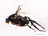  ( - BIOUG02981-D01)  @13 [ ] CreativeCommons - Attribution (2013) CBG Photography Group Centre for Biodiversity Genomics