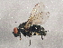  (Limnophora nr. narona - BIOUG02982-E12)  @14 [ ] CreativeCommons - Attribution (2013) CBG Photography Group Centre for Biodiversity Genomics