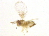  (Trichogramma platneri - BIOUG02984-C11)  @13 [ ] CreativeCommons - Attribution (2012) CBG Photography Group Centre for Biodiversity Genomics