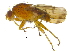  ( - BIOUG02985-G04)  @14 [ ] CreativeCommons - Attribution (2012) CBG Photography Group Centre for Biodiversity Genomics
