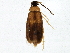  (Canifa plagiata - BIOUG02988-C12)  @14 [ ] CreativeCommons - Attribution (2013) CBG Photography Group Centre for Biodiversity Genomics