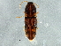  (Monocrepidius bellus - BIOUG02988-E01)  @14 [ ] CreativeCommons - Attribution (2013) CBG Photography Group Centre for Biodiversity Genomics