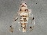  (Erythroneura bakeri - BIOUG02994-F06)  @14 [ ] CreativeCommons - Attribution (2013) CBG Photography Group Centre for Biodiversity Genomics