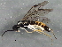  (Ametastegia pulchella - BIOUG02914-H06)  @14 [ ] CreativeCommons - Attribution (2013) CBG Photography Group Centre for Biodiversity Genomics