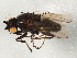  (Rachispoda richardsi - BIOUG02992-E03)  @15 [ ] CreativeCommons - Attribution (2013) CBG Photography Group Centre for Biodiversity Genomics