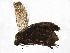  (Cauchas recurvata - BIOUG02962-D10)  @12 [ ] CreativeCommons - Attribution (2013) CBG Photography Group Centre for Biodiversity Genomics