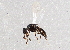  ( - BIOUG03031-B08)  @13 [ ] CreativeCommons - Attribution (2013) CBG Photography Group Centre for Biodiversity Genomics