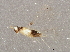  ( - BIOUG03031-H07)  @13 [ ] CreativeCommons - Attribution (2013) CBG Photography Group Centre for Biodiversity Genomics