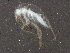  ( - BIOUG03040-H07)  @12 [ ] CreativeCommons - Attribution (2013) CBG Photography Group Centre for Biodiversity Genomics