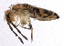  ( - BIOUG03993-D09)  @15 [ ] CreativeCommons - Attribution (2012) CBG Photography Group Centre for Biodiversity Genomics