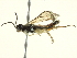  (Ametastegia articulata - BIOUG03033-B01)  @12 [ ] CreativeCommons - Attribution (2013) CBG Photography Group Centre for Biodiversity Genomics