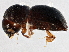  (Xylosandrus - BIOUG03065-F12)  @14 [ ] CreativeCommons - Attribution (2013) CBG Photography Group Centre for Biodiversity Genomics