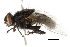  ( - BIOUG03217-C08)  @14 [ ] CreativeCommons - Attribution (2013) CBG Photography Group Centre for Biodiversity Genomics